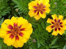 Calendula "Dainty Marietta" Semi-Traditional Non-GMO Flower - for planting in home garden