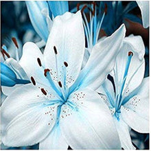 Blue Heart Lily - for planting in home garden