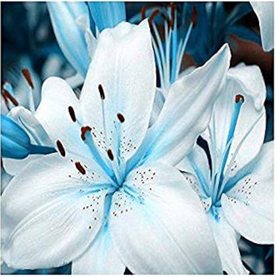 Blue Heart Lily - for planting in home garden
