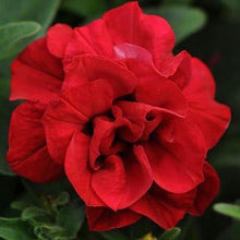 Double Wave Red Petunia (Petunia) for planting garden