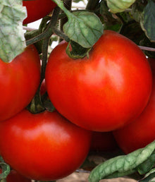 Marmara Hybrid Tomato Seeds (Solanum lycopersicum) for productive rows in the midseason kitchen garden beds