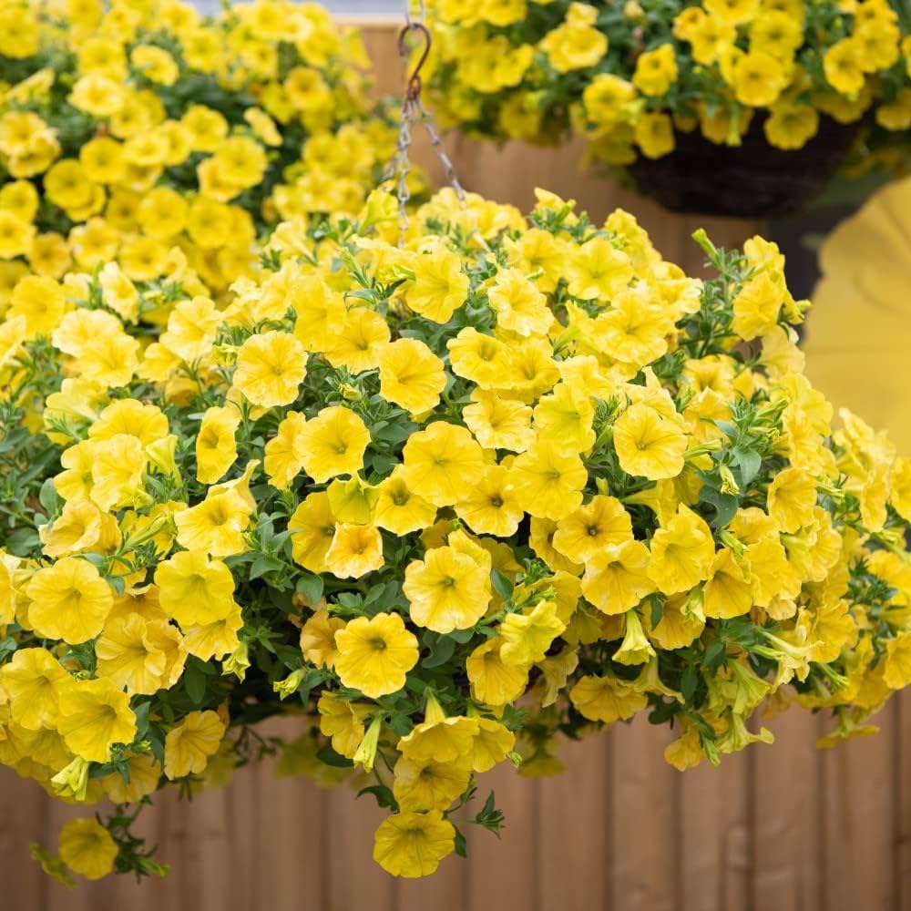 Yellow Petunia Flower Seeds for Easy Grow Bonsai Plants