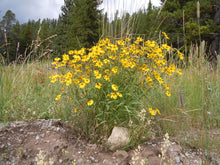 Auffälliges GOLDENEYE Viguiera Multiflora Seeds prized for bright, Yellow Flowers