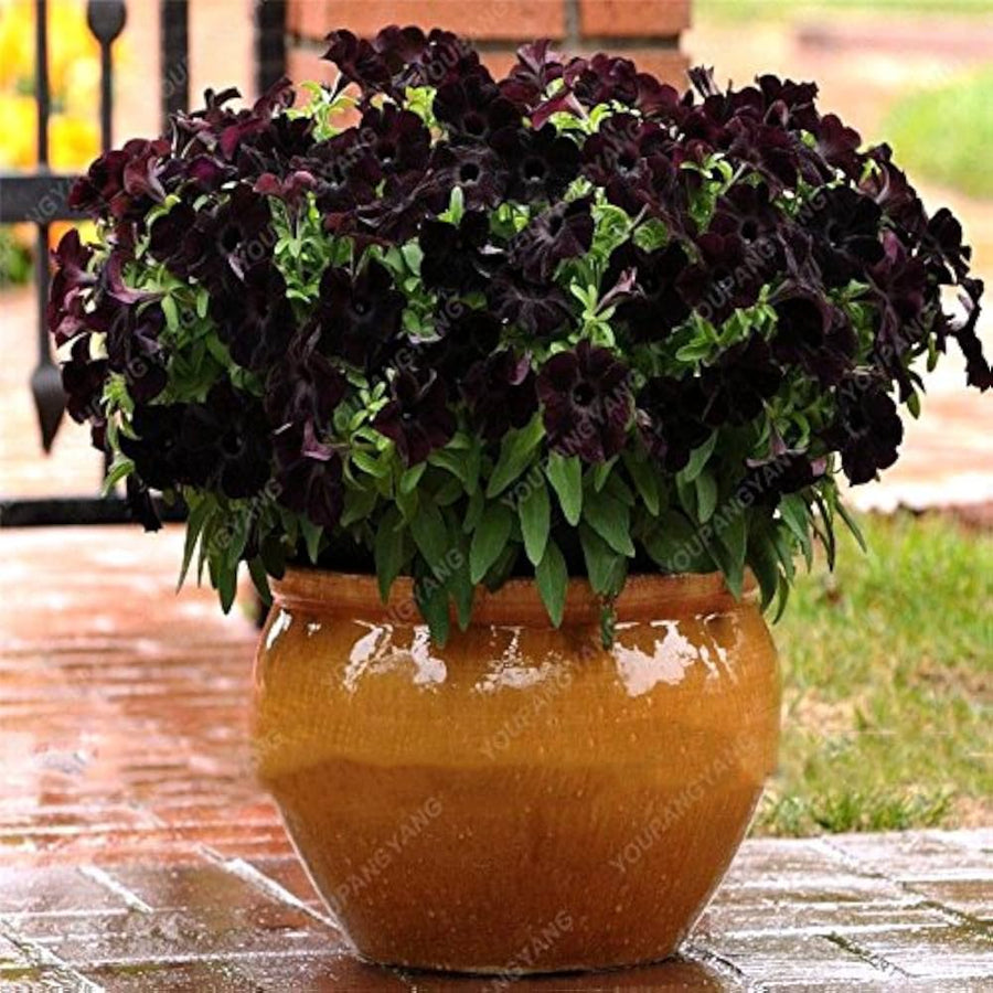 Black Petunia Seeds known for bonsai