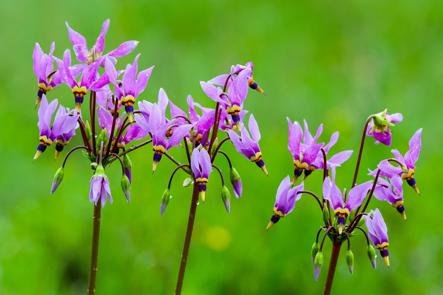 Plant Seeds (Dodecatheon amethystinum) for seasonal color across the wild gardens