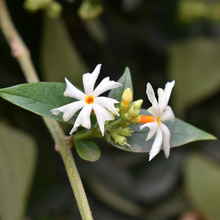 White Night Scented AufFlowerssamen Seeds valued for fragrant White Blooms