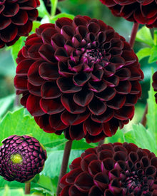 Black and Red Dahlia Seeds for growers filling out the Perennial Garden
