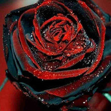 Rose Rosa Hybrida Pink Black Seeds for growers filling out the Garden Floral Displays