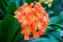 Clivia Seeds (Clivia miniata) for seasonal color across the Flower Bed & Indoor Garden