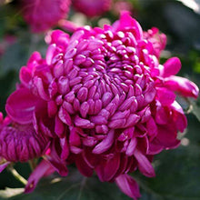 Chrysanthemum Mixed Colors Perennial Seeds for growers seeking a long-blooming display