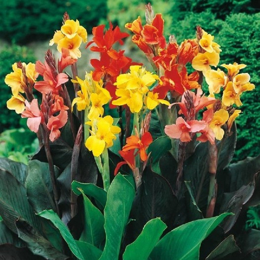 Dwarf flowering bulrush seeds for water garden planting