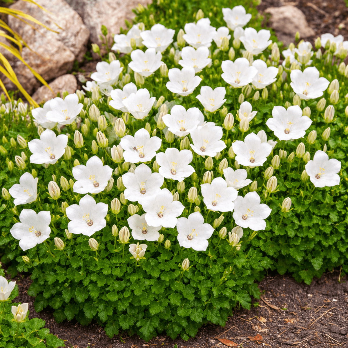 Rare Campanula Chile Rosea Flower Seeds for Balcony & Garden