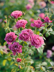 Japanese Pinks Seeds (Dianthus heddewigii) for growers filling out the compact ornamental garden spaces
