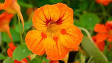 Nasturtium Seeds (Tropaeolum majus) for seasonal color across the indoor pots or backyard garden