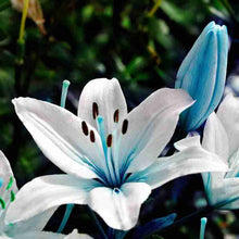 Lily Blue Heart Seeds (Lilium spp.) for a lasting display in the ornamental beds or backyard garden