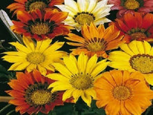 Gazania Mini Star Yellow Seeds grown for sun-Loving Flowers