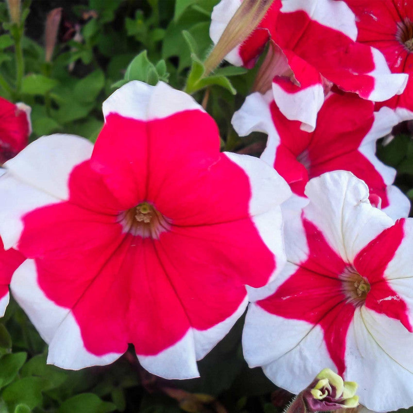Petunia Hulahoop Rose seeds for rose-colored petunias