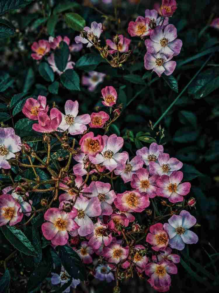 Himalayan Musk Rose Rosa brunonii for planting in garden