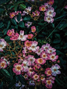 Himalayan Musk Rose Rosa brunonii for planting in garden