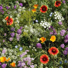 Wildflower Mix Seeds prized for colorful, Natural Flower Blooms