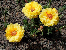 Moss Rose Portulaca Grandiflora Yellow Seeds for growers filling out the Sunny Garden Areas