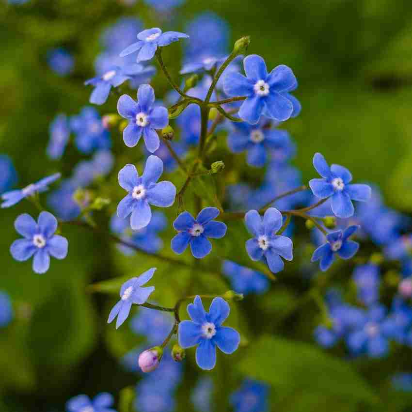 Forget-Me-Not Flower Myosotis spp. mixed color flower seeds for planting in home garden borders