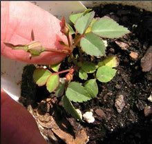Himalayan Musk Rose Seeds (Rosa brunonii) for colorful blooms in the Garden & Flower Bed