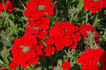Red Hydrangea Verbena Seeds for fast cover along a fence or wall