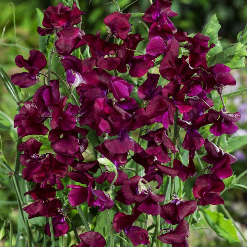 Maroon (Sweet Pea Flower Seeds – Fragrant Deep Red Vines for Trellises and Fences) for planting in garden