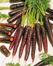 Carrot Daucus Carota Purple Haze Seeds prized among growers for kitchen Fresh Harvest