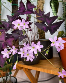 Oxalis Multi-Color Seeds for growers filling out the Home Garden