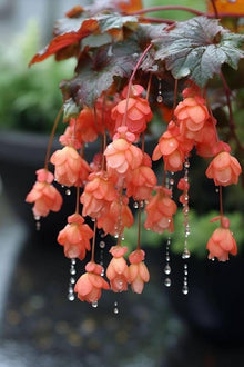 Apricot Begonia Begonia tuberhybrida Illumination variety flower seeds for balcony garden - for planting in home garden