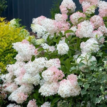Hydrangea Hydrangea Paniculata Vanilla Strawberry Seeds for sweet homegrown fruit in the Bonsai or Tree Garden Form