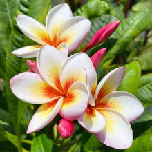 Mixed Color Plumeria Seeds (Plumeria spp.) for growers filling out the Home Garden