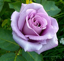 Blue Moon Climbing Rose Seeds for vertical growth across the Garden
