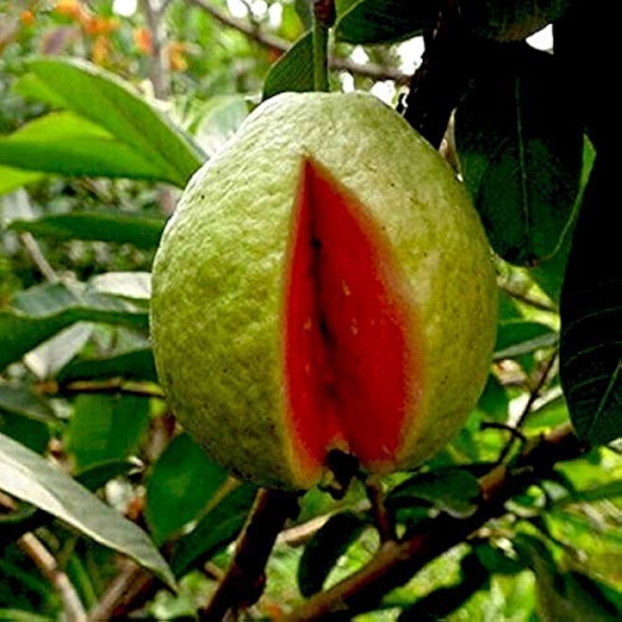Guava Psidium guajava fruit seeds for planting in home garden and backyard orchards - for planting in home garden