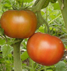 Tomato Seeds (Solanum lycopersicum) for a reliable harvest in the Siletz Variety in Home Garden