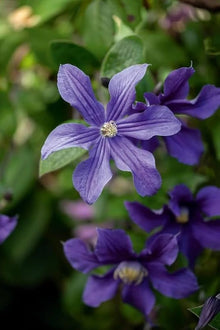 Clematis Seeds for gardeners building out beds and borders