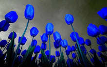 Perfume Tulip Blue Seeds for growers filling out the Garden