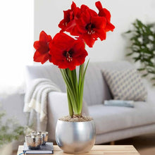 Amaryllis Seeds (Hippeastrum spp.) for growers filling out the Home Garden & Flower Bed