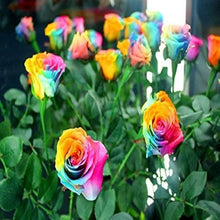 Multi-Color Rose Seeds for a lasting display in the Flower Bed & Garden