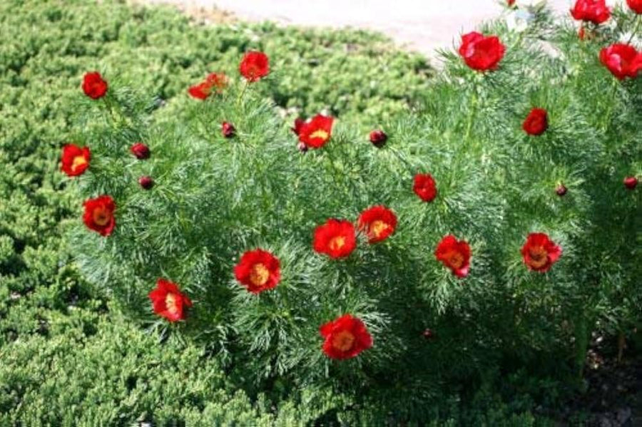 Paeonia for planting