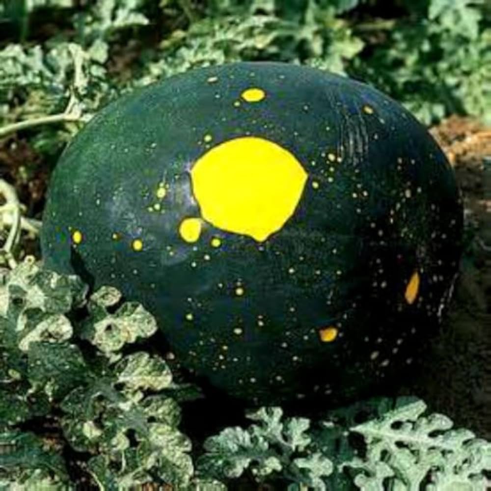 Moon - and for planting in home garden