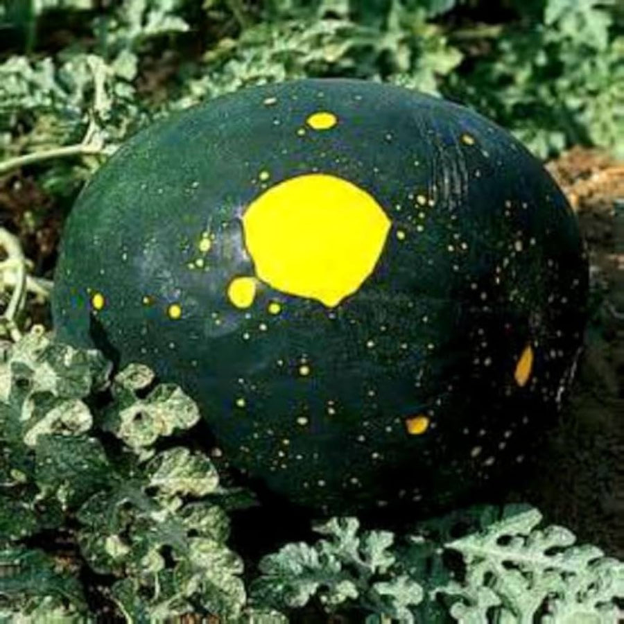 Moon - and for planting in home garden