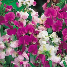 Perennial Sweet Pea Seeds (Lathyrus latifolius) for a fresh homegrown crop from the flower beds and trellises