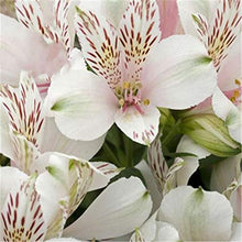 White Alstroemeria Seeds for a colorful addition to any planting