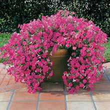Double Petals Petunia Seeds (Petunia spp.) known for hanging Baskets