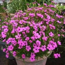 Rose Engel Seeds (Rosa species) for growers filling out the ornamental home garden planting