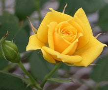 Yellow Rose Seeds for growers filling out the Rare Home Garden Balcony Flowers