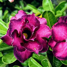 Desert Balcony Red Seeds for growers seeking a long-blooming display